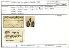 Karteikarte zum Holotyp von Triloculina striatella Karrer, 1868